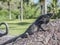 Beautiful iguana sunbathing on a stone with a green background