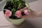 Beautiful ikebana for stylish house decor. Woman create floral composition with fresh ranunculus and carnation flowers at beige