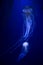 Beautiful illuminated jellyfish Chrysaora Pacifica