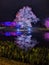 Beautiful illuminated tree with water reflection during a nighttime woodland stroll