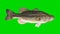 Beautiful Illustration of Bass Fish Swimming on a Green Screen Background