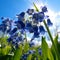 Beautiful illustration of blooming flowers of blue bells. Beautiful blooming spring flowers, closeup. Field Blue Bells outdoors
