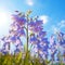 Beautiful illustration of blooming flowers of blue bells. Beautiful blooming spring flowers, closeup. Field Blue Bells outdoors