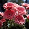 Beautiful illustration of blooming flowers of red Gerbera. Beautiful blooming spring flowers, closeup. Red Gerbera with water