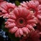 Beautiful illustration of blooming flowers of red Gerbera. Beautiful blooming spring flowers, closeup. Red Gerbera with water