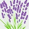 Beautiful illustration of a lovely lavender flower