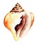 Beautiful illustration painted Watercolor sea shell in bright summer red brown and yellow sand colors isolated on a white