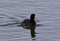 Beautiful image with amazing american coot in the lake