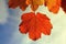 Beautiful image of autumn atmosphere. Autumn leaves contrasting with the blue sky background. Concept and symbol of the warmth of