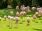 Beautiful image of big flock of pink flamingo birds on the meadow at zoo