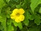 Beautiful image of bitter gourd flower india