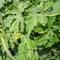 Beautiful image of bitter gourd leaf india