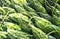 Beautiful image of bitter gourd in market stall india