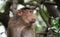 Beautiful image of bonnet macaque sitting on a tree looking side ways