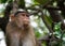 Beautiful image of bonnet macaque sitting on a tree looking side ways