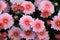 Beautiful image of bright pink flowers in full bloom and budding