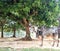 Beautiful image of a bull in a garden india