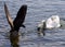 Beautiful image of a Canada goose running away from an angry swan