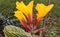 Beautiful image of canna lily flowering plant india