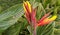 Beautiful image of canna lily flowering plants india