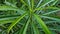 Beautiful image of cascabela thevetia plant leaf india