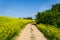 Beautiful image of centered country road with tree