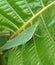 Beautiful image of chinese grasshopper in a green leaf india