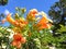 Beautiful image of chinese trumpet vines flowering plants india