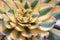 Beautiful image of colorful succulent with yellow,green and pink leaves