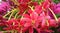 Beautiful image of combretum indicum flower india