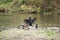 Beautiful image of Cormorant Phalacrocoracidae spreading wings i