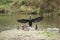 Beautiful image of Cormorant Phalacrocoracidae spreading wings i
