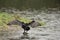 Beautiful image of Cormorant Phalacrocoracidae spreading wings i