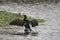 Beautiful image of Cormorant Phalacrocoracidae spreading wings i