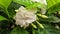 Beautiful image of crepe Jasmine flowering plant india