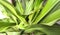 Beautiful image of crinum asiaticum plant leaf india