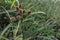 Beautiful image of cyperus difformis sedge plant india