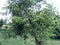 Beautiful image of dalbergia sissoo tree india