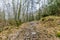 Beautiful image of a dirt road with many loose and stones with dry leaves