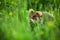 Beautiful image of European hamster Cricetus cricetus. Hamster sitting in the grass in beautiful light.