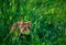 Beautiful image of European hamster Cricetus cricetus. Hamster sitting in the grass in beautiful light. Animal of wild nature