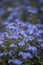 Beautiful image of forget-me-not Myosotis Scorpioides phlox flow