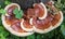 Beautiful image of ganoderma lingzhi fongus on tree trunks india