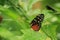 Beautiful image of a Golden Helicon butterfly sitting on green leaves