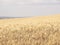 Beautiful Image of Golden Wheat Field. Harvest concept