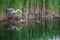 Beautiful image of Grey Heron Ardea Cinerea searching for food in reeds of wetlands landscape in Spring