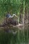 Beautiful image of Grey Heron Ardea Cinerea searching for food in reeds of wetlands landscape in Spring