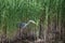 Beautiful image of Grey Heron Ardea Cinerea searching for food in reeds of wetlands landscape in Spring