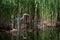 Beautiful image of Grey Heron Ardea Cinerea searching for food in reeds of wetlands landscape in Spring