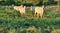 beautiful image of a herd of cows outdoors on a farm